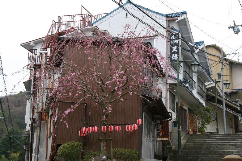 weeping cherry blossoms
