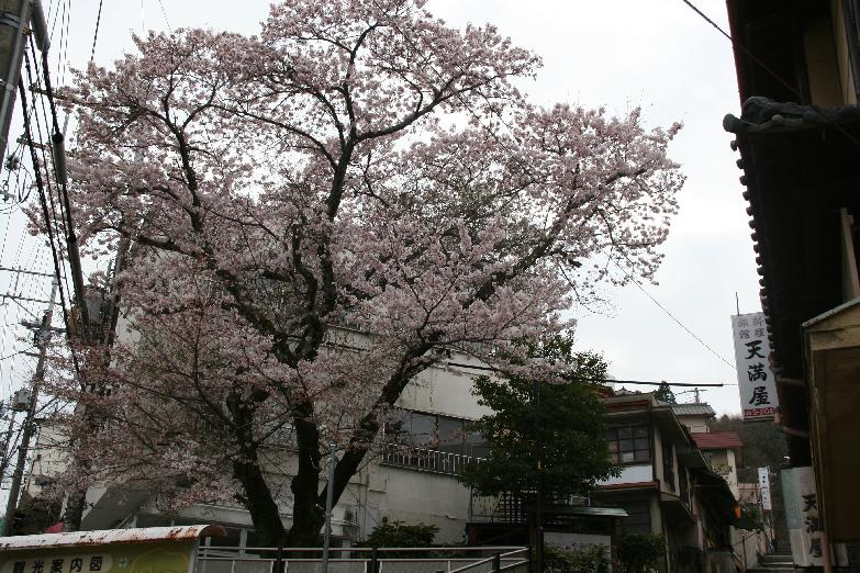 cherry blossoms on the approach to the shrine