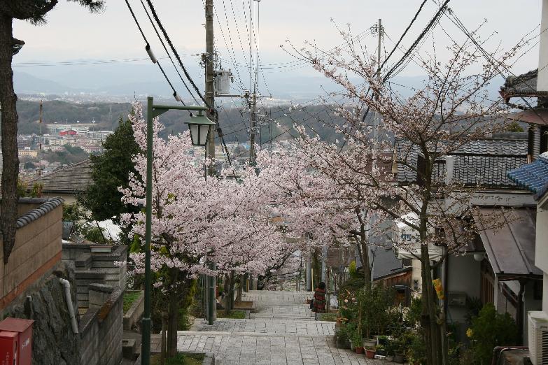 cherry blossoms on the approach to the shrine
