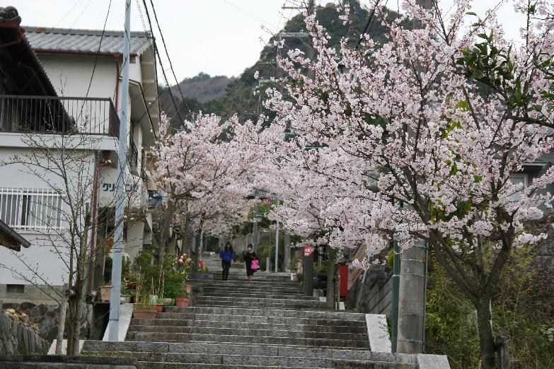cherry blossoms on the approach to the shrine