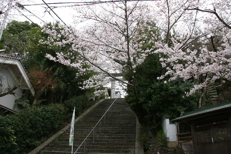 cherry blossoms on the approach to the shrine