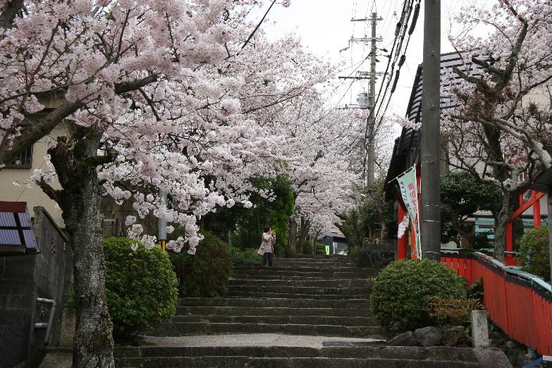 cherry blossoms on the approach to the shrine