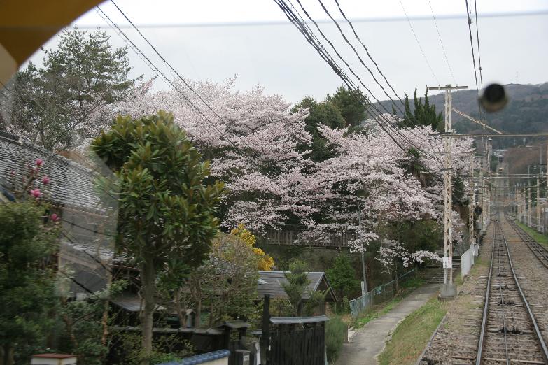 cherry blossoms seen from the cable car