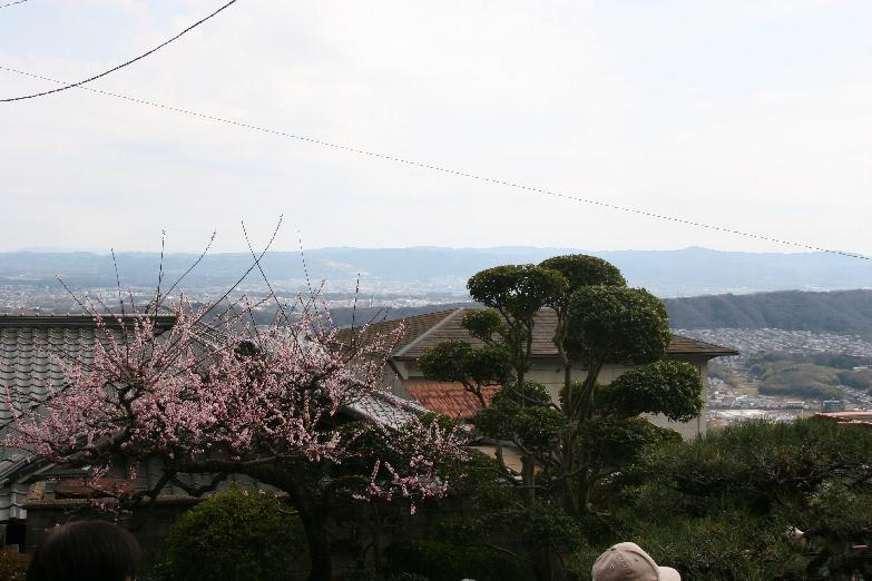 plum tree on the approach to the shrine