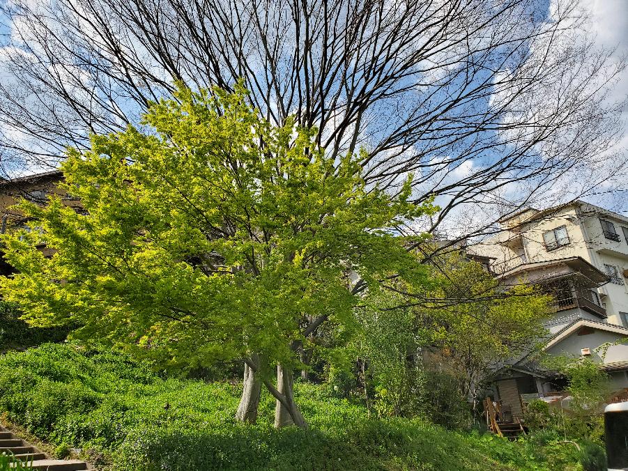 Zelkova and maple trees